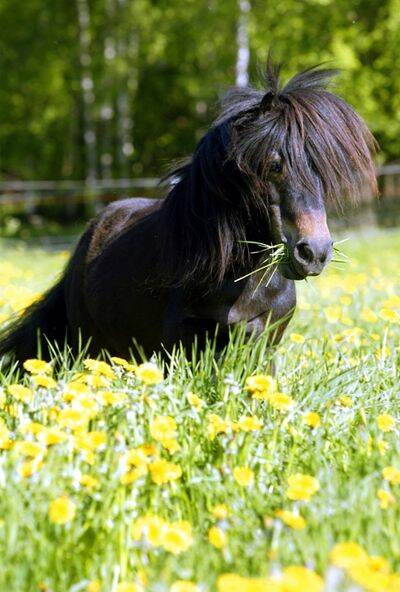 H&auml;starna - navet i travsporten 2
