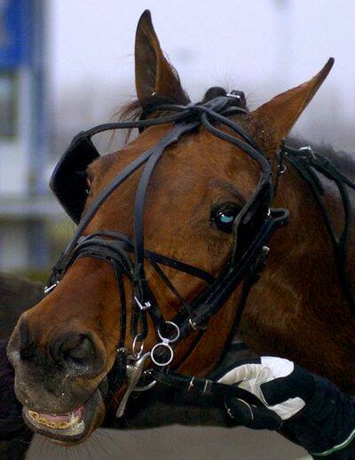 H&auml;starna - navet i travsporten 3