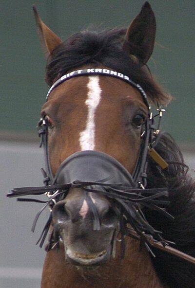 H&auml;starna - navet i travsporten 4