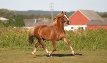 H&auml;starna - navet i travsporten 5